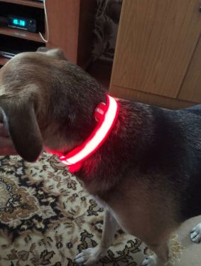 Customer photo review of LED Glow Pet Collar - USB Rechargeable