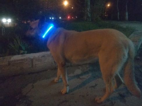 Customer photo review of LED Glow Pet Collar - USB Rechargeable