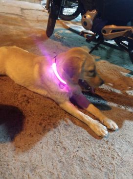 Customer photo review of LED Glow Pet Collar - USB Rechargeable