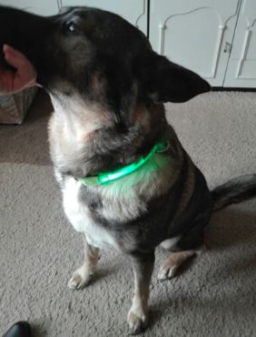 Customer photo review of LED Glow Pet Collar - USB Rechargeable