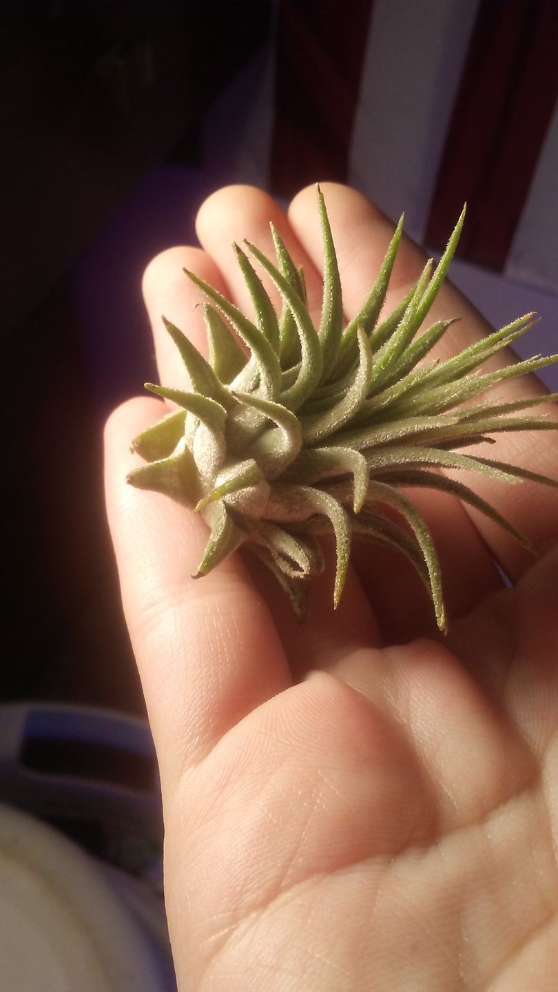 Customer photo review of Ionantha Guatemala