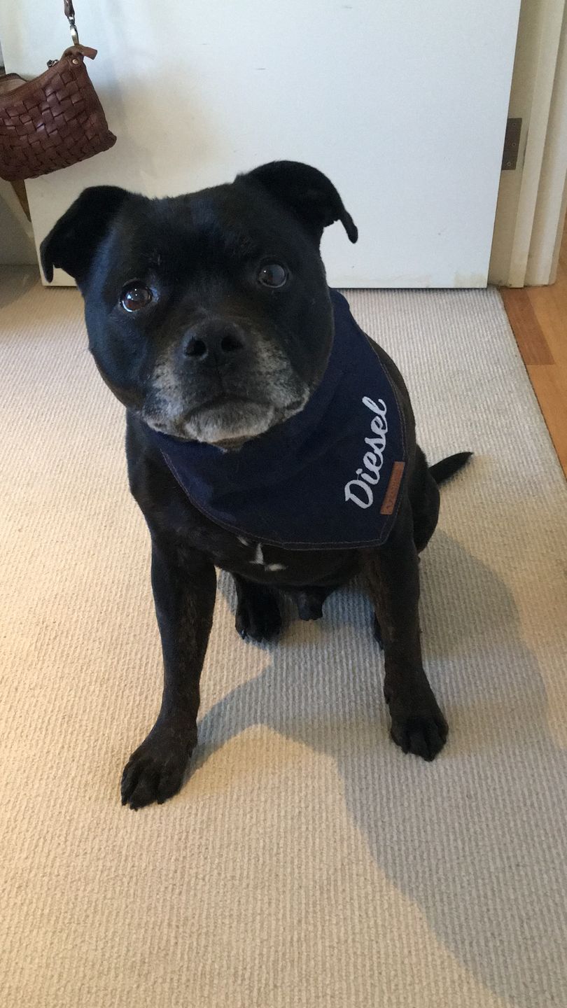 Customer photo review of Custom Text Denim Dog Bandana
