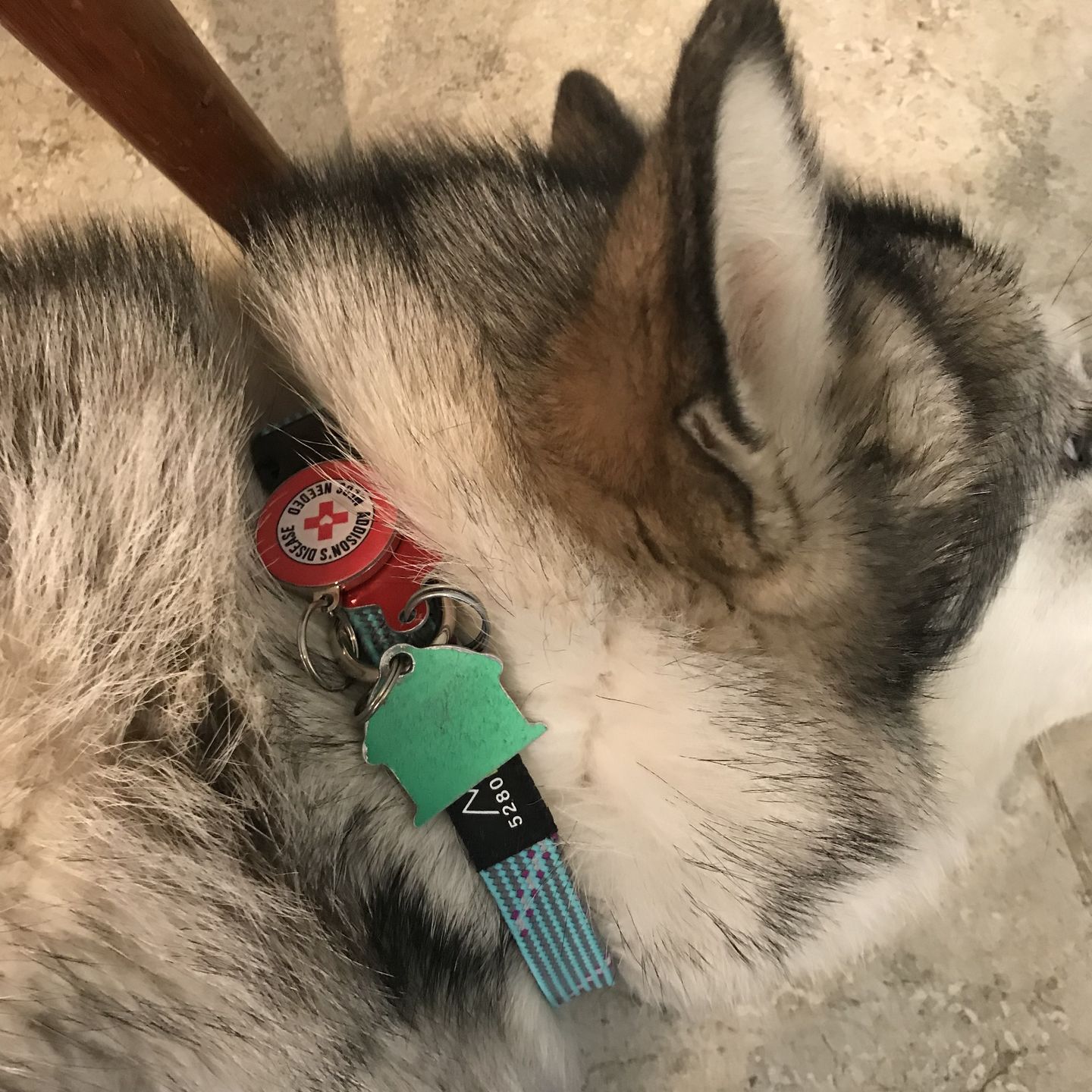 Customer photo review of Addison's Disease Dog Tag