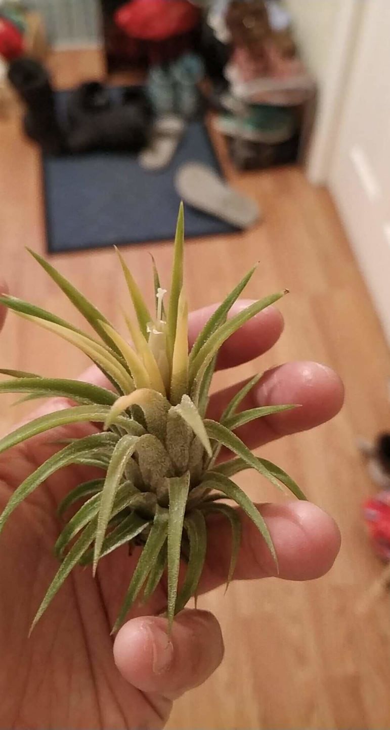 Customer photo review of Ionantha Peach