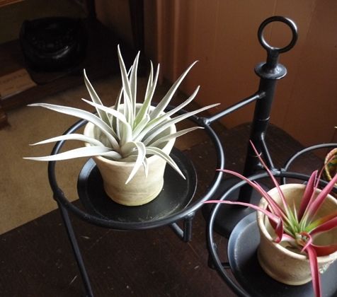 Customer photo review of Harrisii  (Easy Care Plant)  *Cannot Be Shipped Internationally*