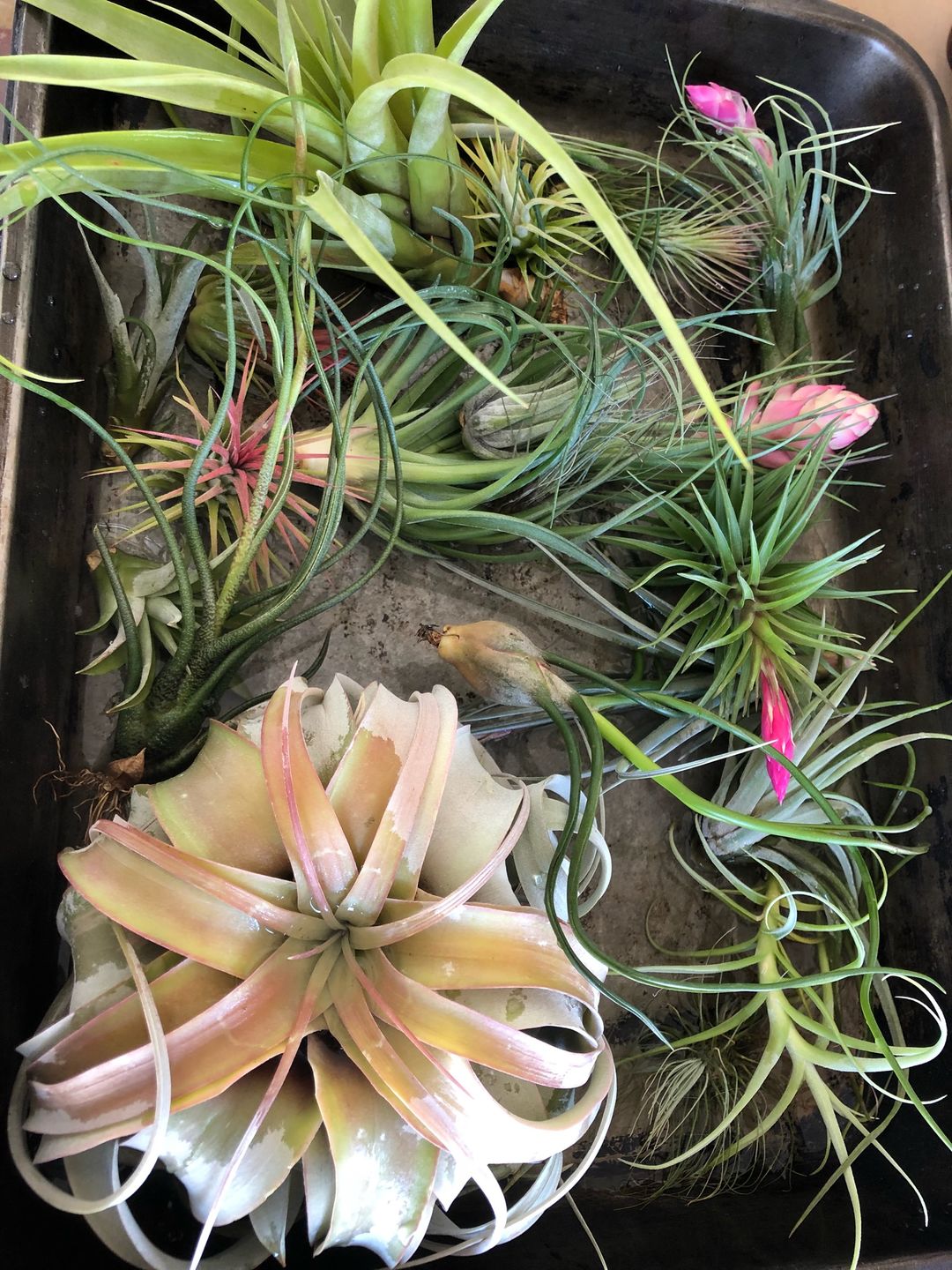 Customer photo review of 15 Pack Premium Air Plants Mix  *Cannot Be Shipped Internationally*