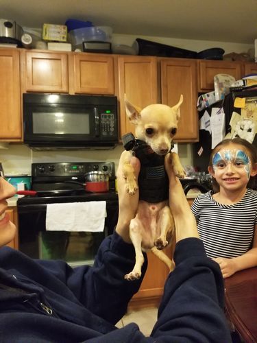 chihuahua in tactical vest