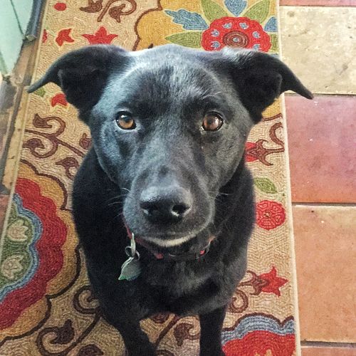 grateful dead dog tag