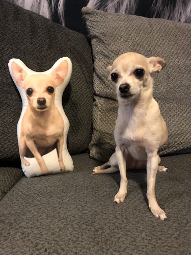 Life Like Pillows Reviews Custom Dog Shaped Pillow