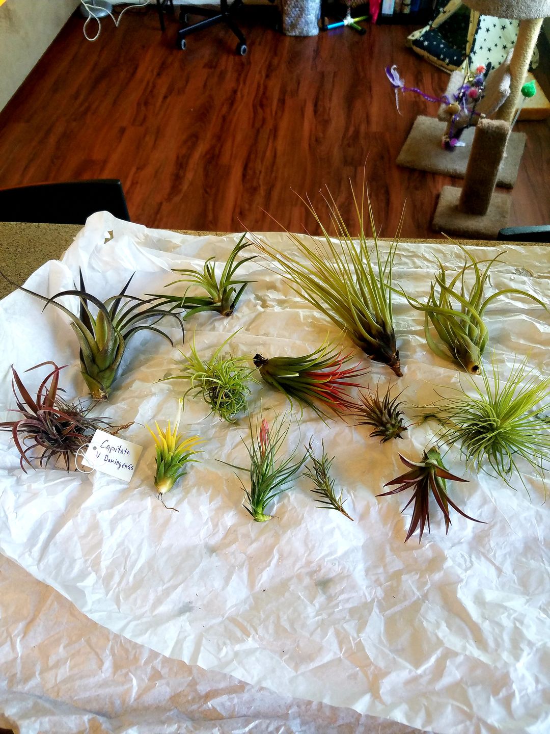 Customer photo review of *6 Pack* Premium Air Plants Mix  *Cannot Be Shipped Internationally*