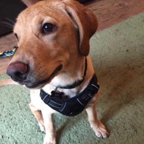 pawsafe flea and tick collar