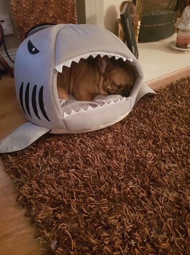 frenchie shark bed