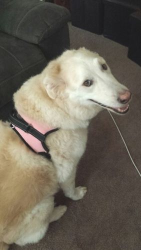 peerless pets no pull harness