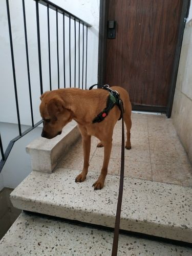 peerless pets no pull harness