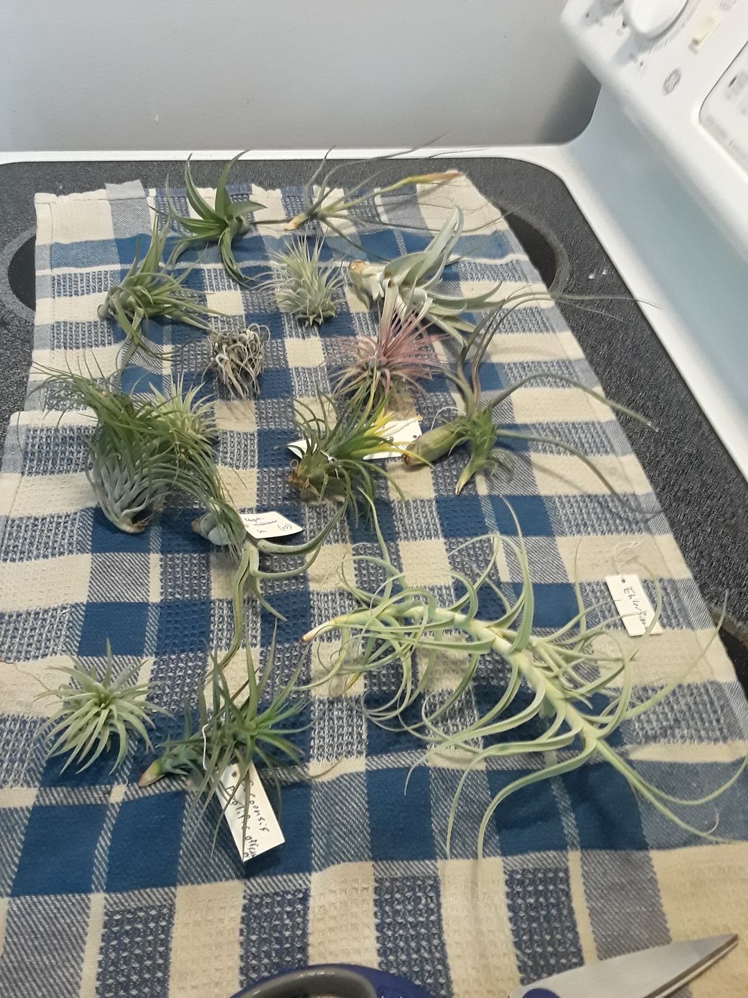 Customer photo review of *6 Pack* Premium Air Plants Mix  *Cannot Be Shipped Internationally*