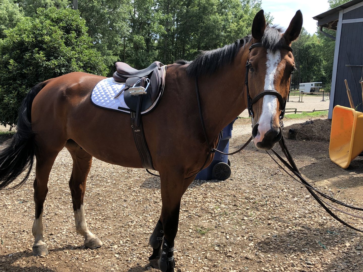 Customer photo review of Kentaur ‘Monaco’ Girth