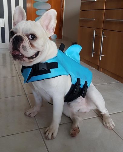 frenchie shark life jacket