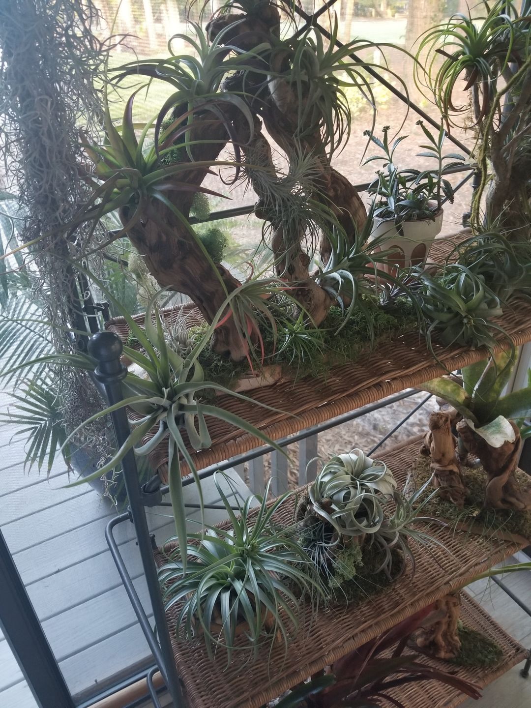 Customer photo review of X Betty  (xerographica x brachycaulos)  *Cannot Be Shipped Internationally*