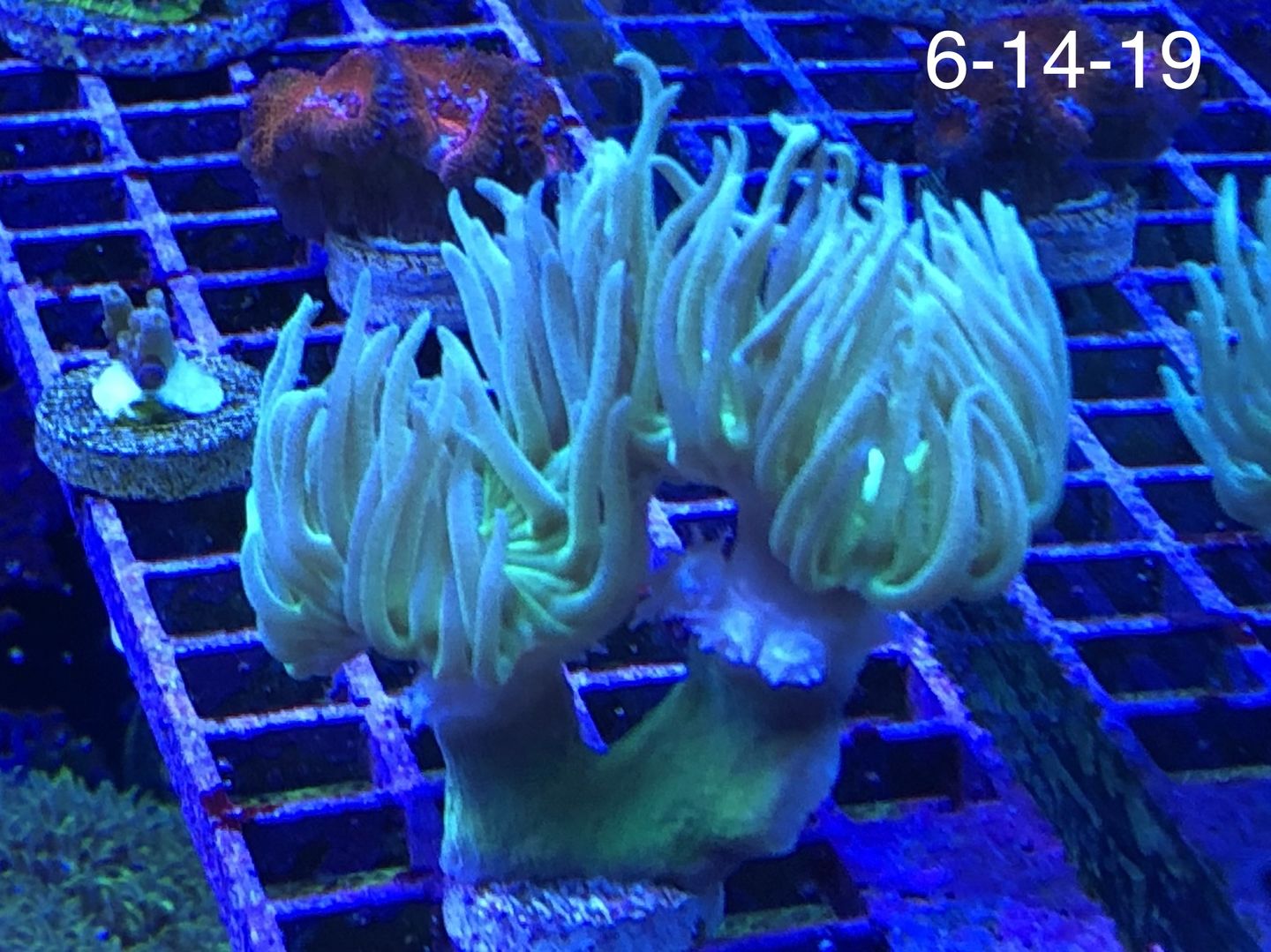 Customer photo review of Reef-Primer