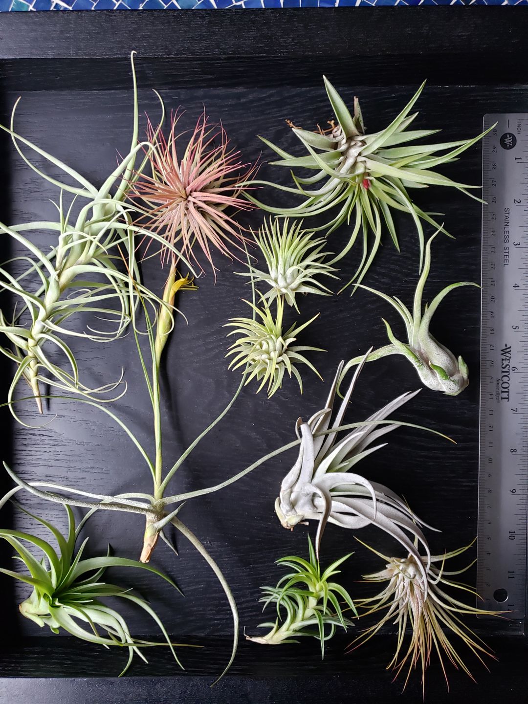 Customer photo review of *6 Pack* Premium Air Plants Mix  *Cannot Be Shipped Internationally*