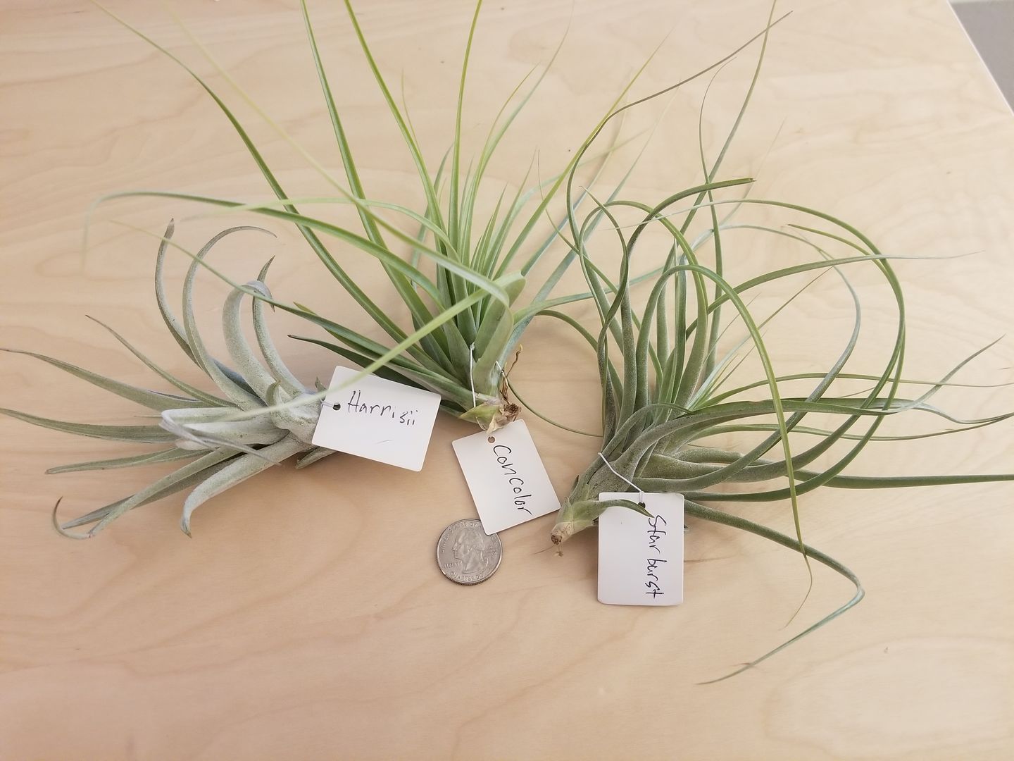 Customer photo review of Harrisii  (Easy Care Plant)  *Cannot Be Shipped Internationally*