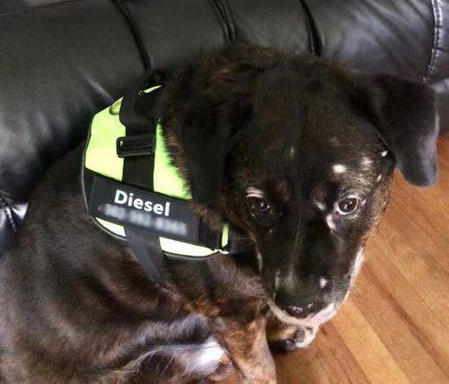 luxbunch dog harness