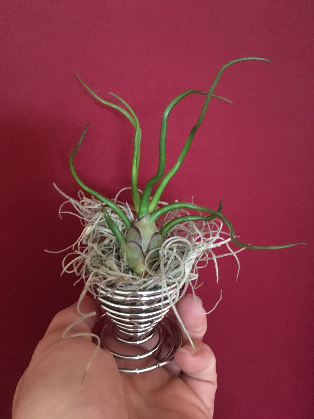 Customer photo review of Bulbosa
