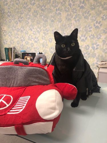 Customer photo review of Furcedes Sports Car Bed