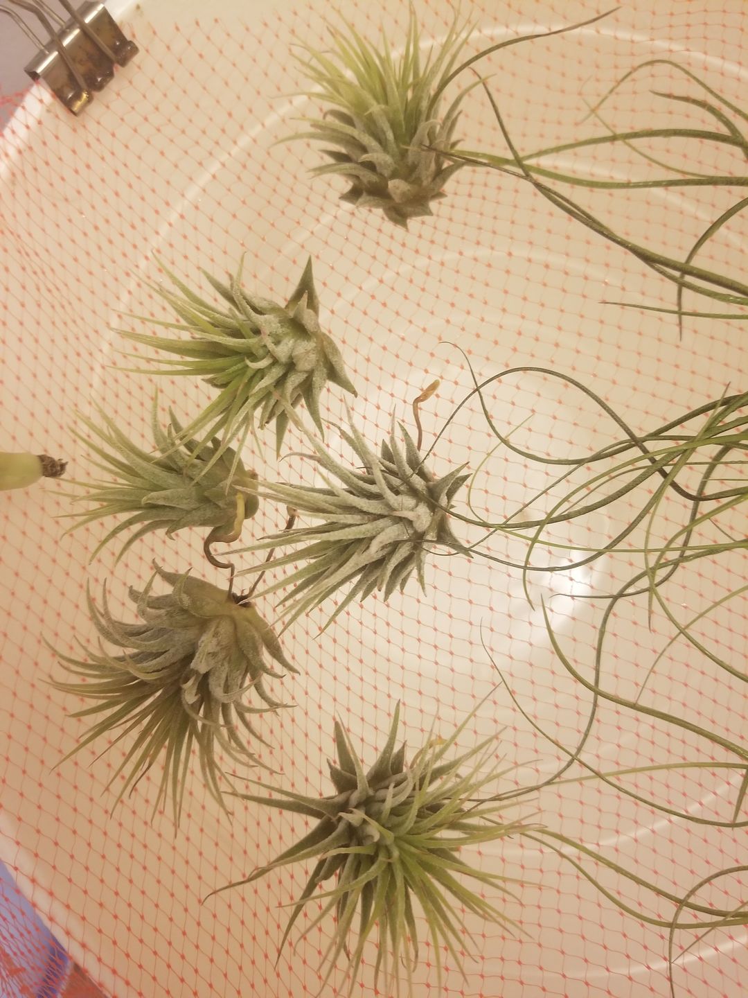 Customer photo review of Ionantha Guatemala