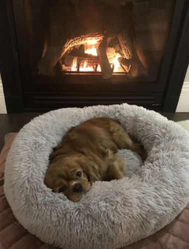 heavenly sack dog bed