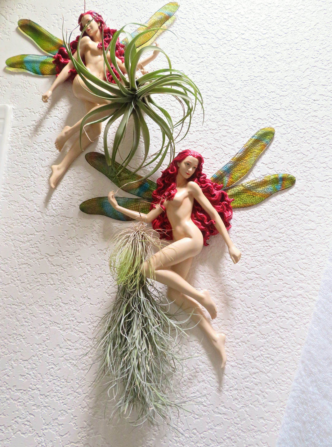 Customer photo review of X Betty  (xerographica x brachycaulos)  *Cannot Be Shipped Internationally*