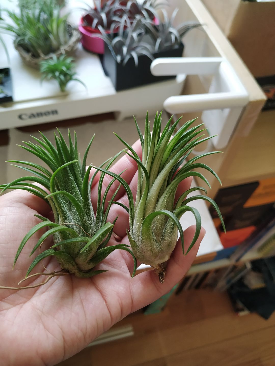 Customer photo review of Ionantha Variegata  Rare Ionantha Form *SALE!*