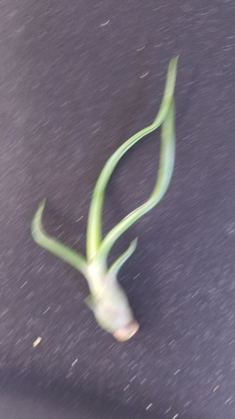 Customer photo review of Bulbosa