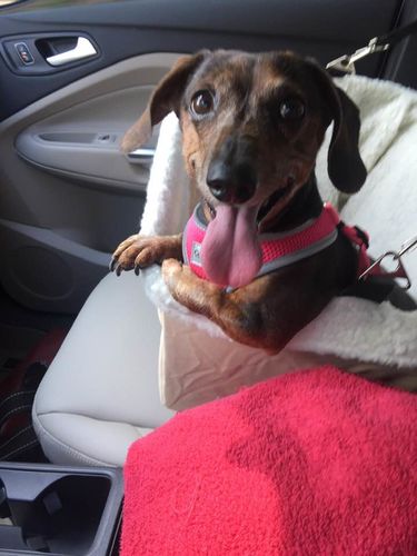 Travelling Pooch Booster Car Seat Sausage Dog Central Booster Car Seat Sausage Dog
