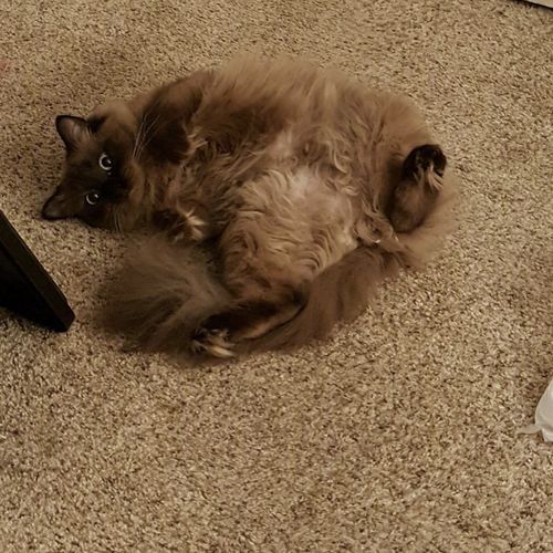 kitty chups cat treats