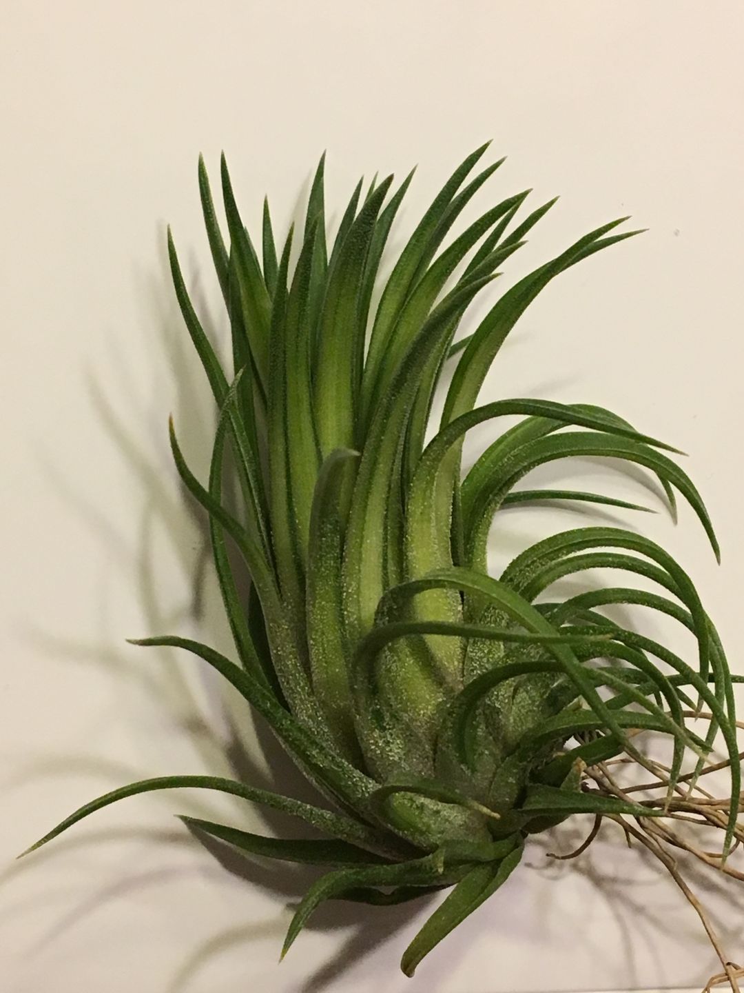 Customer photo review of Ionantha Variegata  Rare Ionantha Form *SALE!*