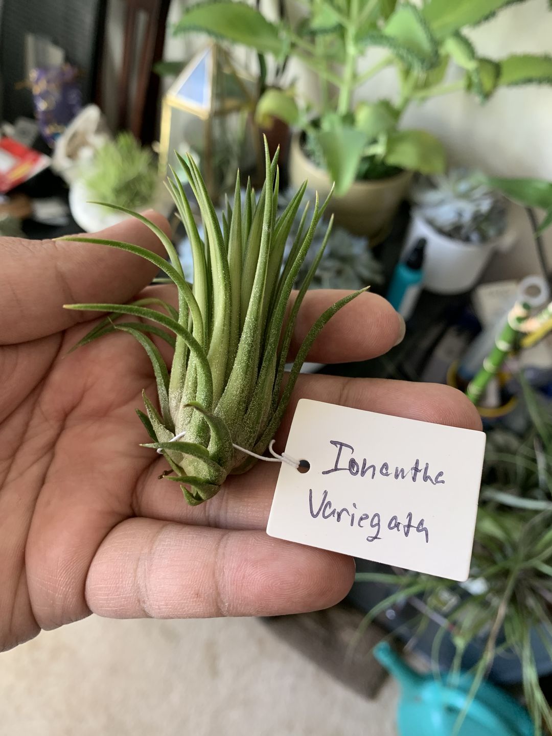 Customer photo review of Ionantha Variegata  Rare Ionantha Form *SALE!*