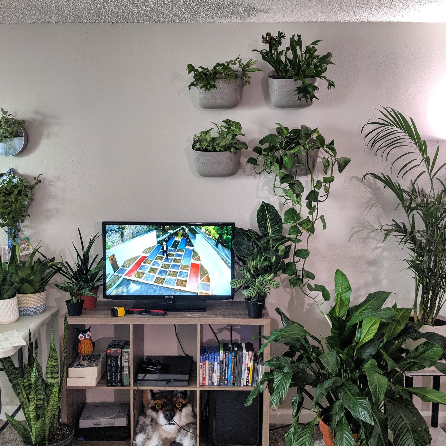 Customer photo review of Wally Eco Stone Wall Planter