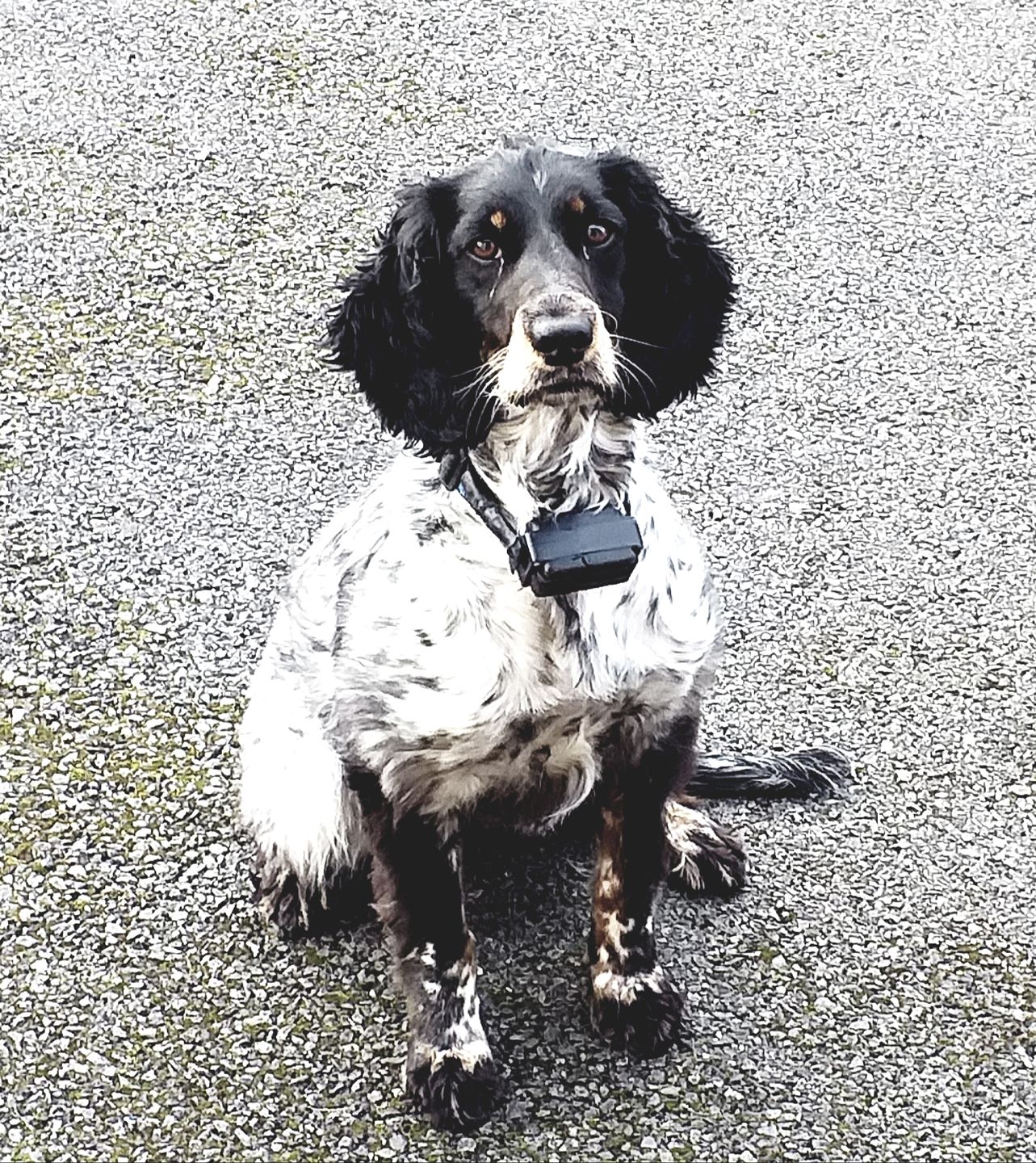 Customer photo review of Spare Collar for Medium or Large Dog