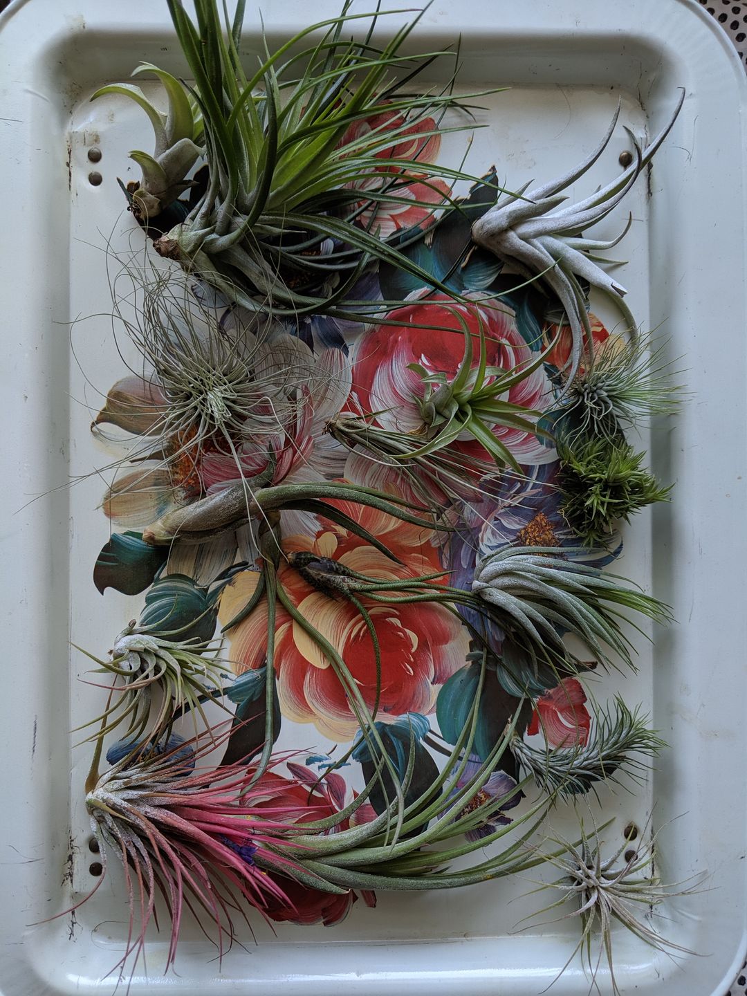 Customer photo review of 10 Pack Premium Air Plants Mix  *Cannot Be Shipped Internationally*