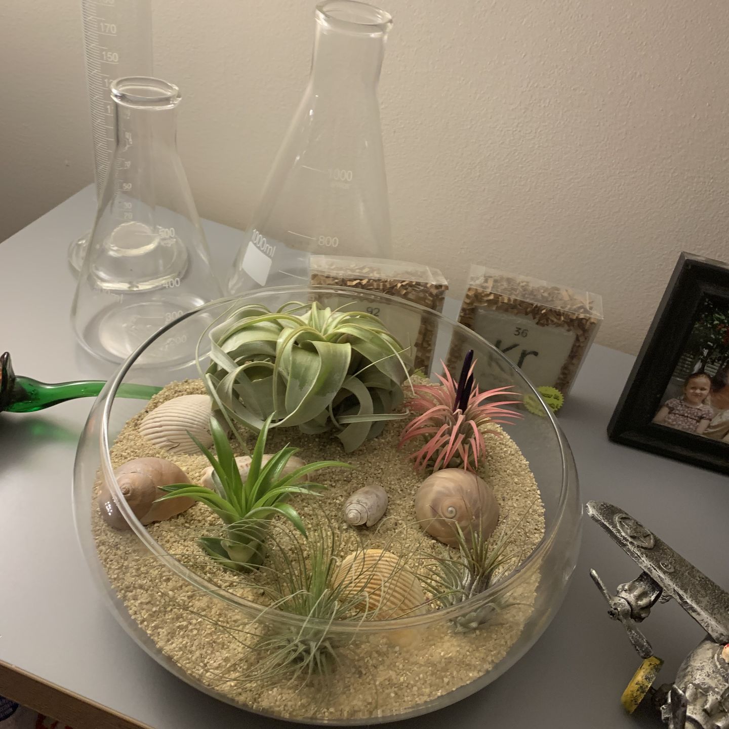 Customer photo review of 3 Air Plants & Fertilizer  Great Starter Mix