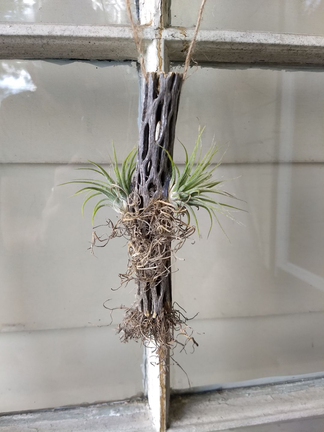 Customer photo review of Wholesale Ionantha Guatemala Medium  (Minimum Order 10)