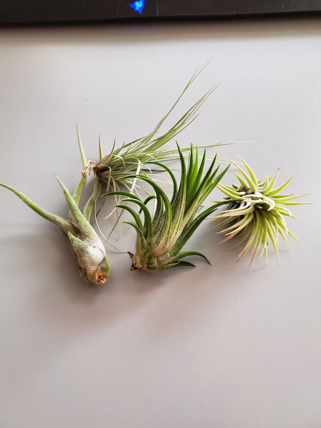 Customer photo review of Ionantha Variegata  Rare Ionantha Form *SALE!*