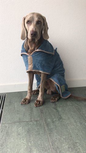 ruff and tumble dog coats reviews