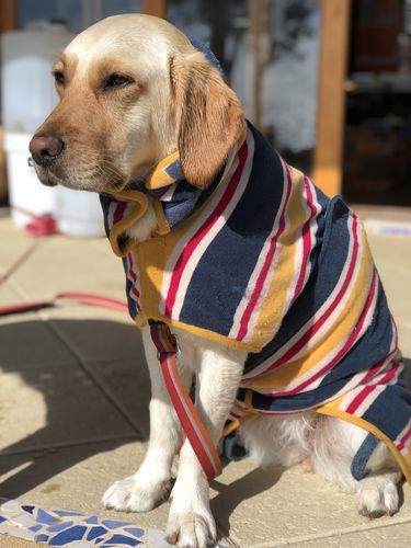 ruff and tumble dog coats reviews