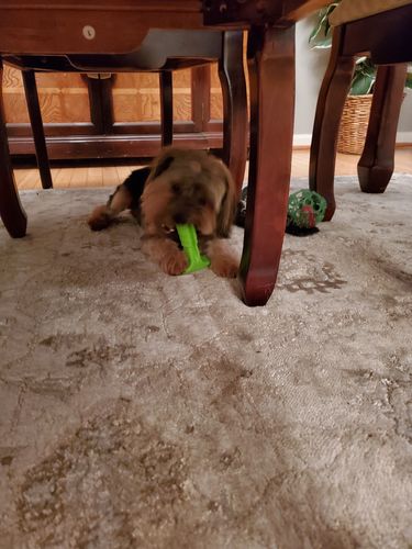 indigo dog toothbrush