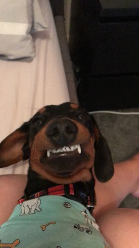 Sausage Dog Central Europe Reviews Sausage Dog Central Europe Reviews