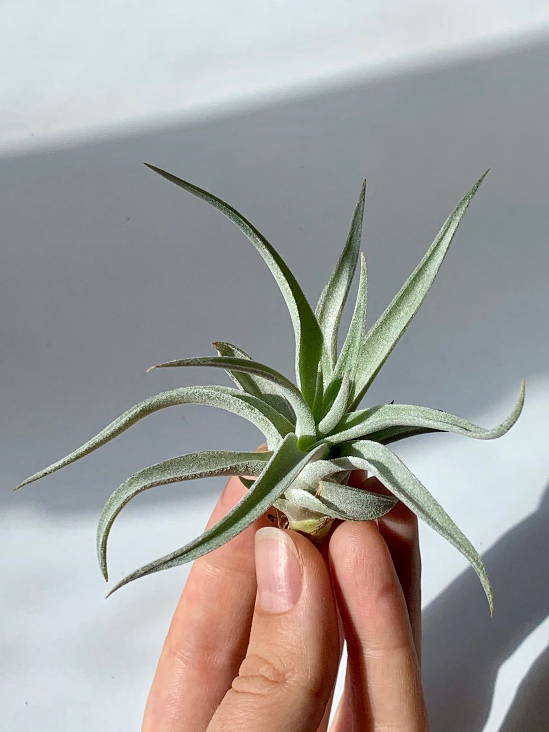 Customer photo review of Harrisii  (Easy Care Plant)  *Cannot Be Shipped Internationally*