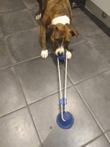 Lindestructible Jouet Pour Chien Reviews
