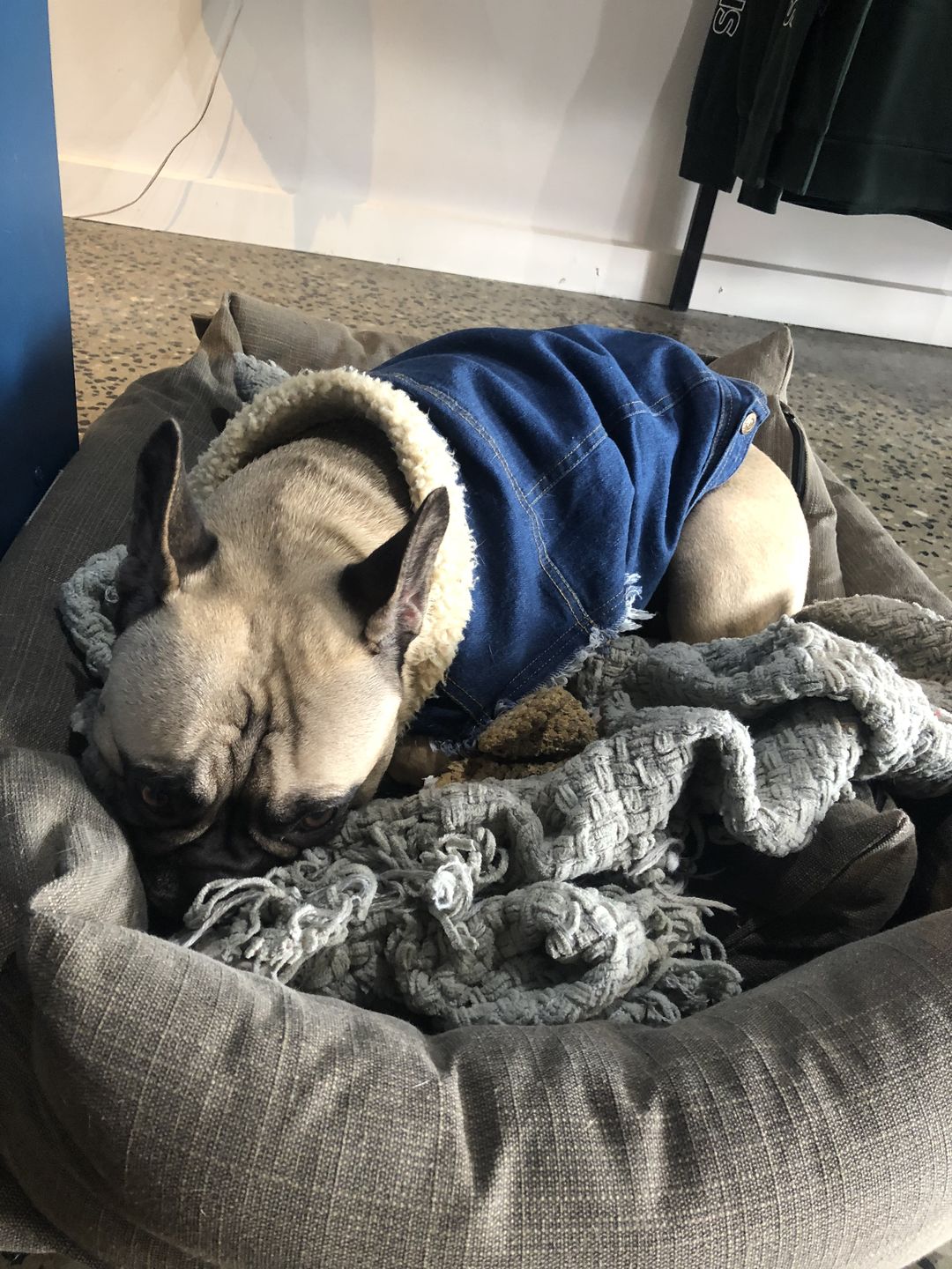 Customer photo review of SALE - OLD STOCK Sherpa Lined Denim Dog Vest
